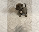 Small Photo #1 American Bully Puppy For Sale in JONESBORO, LA, USA