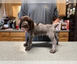 Small Photo #26 German Shorthaired Pointer Puppy For Sale in ALBEMARLE, NC, USA