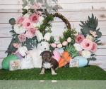 Small Photo #29 Chihuahua Puppy For Sale in CHARLESTON, AR, USA