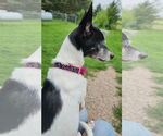 Small #3 Jack Russell Terrier Mix