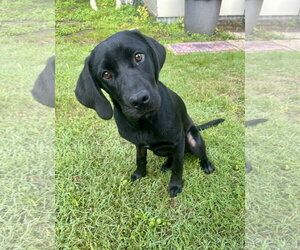 Mutt Dogs for adoption in Thorndale, TX, USA
