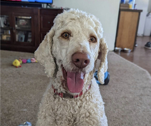 Father of the Goldendoodle puppies born on 12/15/2022