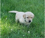 Small #2 Labrador Retriever