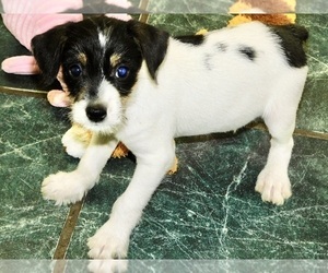 Jack Russell Terrier-Schnauzer (Miniature) Mix Puppy for sale in HAMMOND, IN, USA