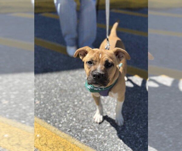Medium Photo #2 Boxer-Unknown Mix Puppy For Sale in Shermans Dale, PA, USA