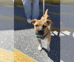 Small #1 Boxer Mix