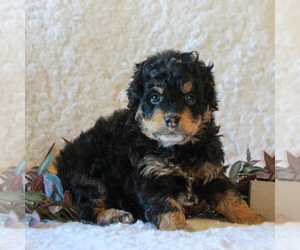 Bernedoodle-Poodle (Miniature) Mix Puppy for sale in NARVON, PA, USA