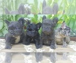 Small Photo #9 French Bulldog Puppy For Sale in BEAVERTON, OR, USA