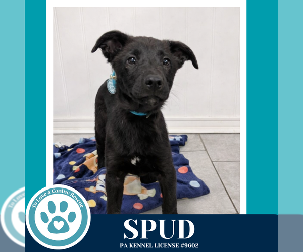 Medium Photo #2 Labrador Retriever-Unknown Mix Puppy For Sale in Kimberton, PA, USA