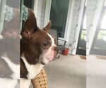 Small #2 Boston Terrier