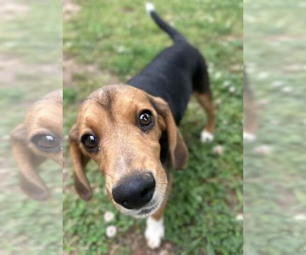 Medium Photo #4 Beagle Puppy For Sale in Greenville, SC, USA