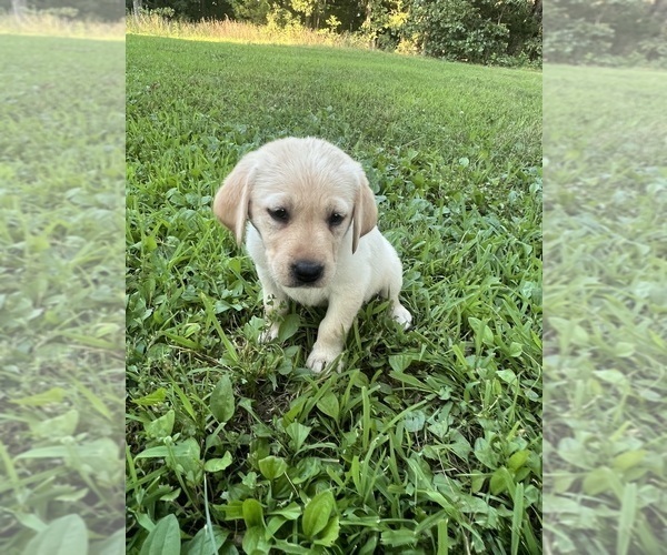 Medium Photo #12 Labrador Retriever Puppy For Sale in MARSHFIELD, MO, USA