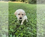 Small #11 Labrador Retriever
