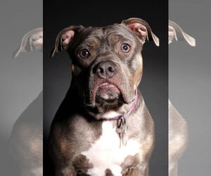 Mutt Dogs for adoption in Rockville, MD, USA