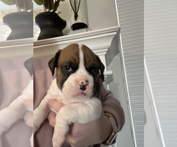 Medium Photo #1 Boxer Puppy For Sale in ALTOONA, IA, USA