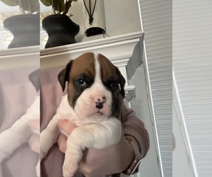 Boxer Puppy for sale in ALTOONA, IA, USA