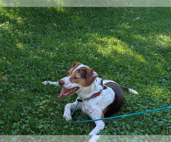 Medium Photo #14 Beagle-Unknown Mix Puppy For Sale in Germantown, OH, USA