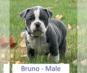 Olde English Bulldogge Puppy for sale in BRAINERD, MN, USA