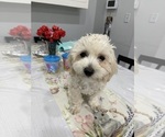 Small #7 Maltipoo (Miniature)