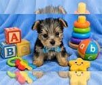 Small #1 Yorkshire Terrier