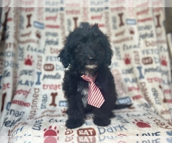 Medium Photo #7 Aussiedoodle Miniature  Puppy For Sale in LAKELAND, FL, USA