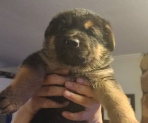 German Shepherd Dog Puppy for sale in PENSACOLA, FL, USA