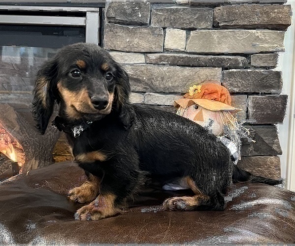Medium Photo #3 Dachshund Puppy For Sale in NOBLESVILLE, IN, USA