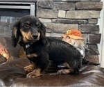 Small Photo #3 Dachshund Puppy For Sale in NOBLESVILLE, IN, USA