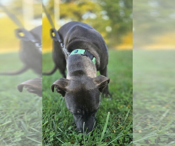 Medium Photo #3 American Staffordshire Terrier-Labrador Retriever Mix Puppy For Sale in Foristell, MO, USA