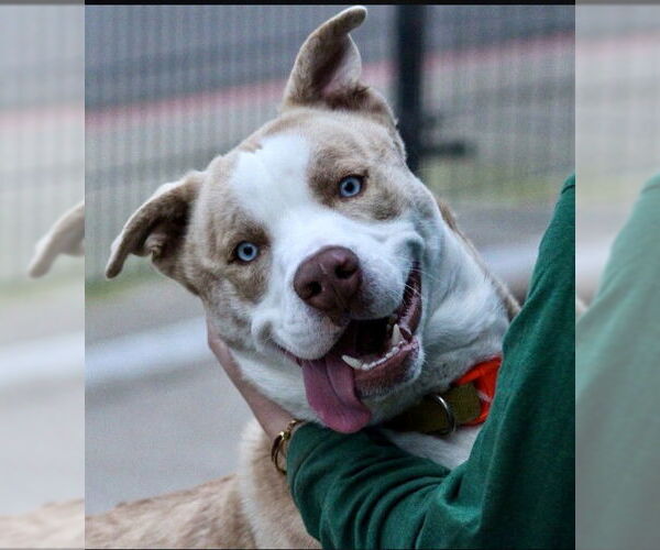 Medium Photo #3 Siberian Husky-Unknown Mix Puppy For Sale in Sacramento, CA, USA