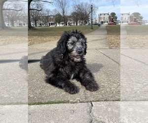 Goldendoodle Puppy for sale in RICHMOND, VA, USA