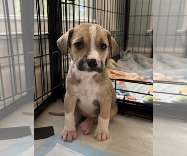 Medium Photo #1 American Pit Bull Terrier-Black Mouth Cur Mix Puppy For Sale in Holly Springs, NC, USA