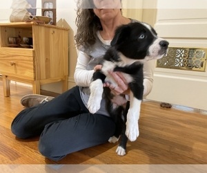 Medium Border Collie