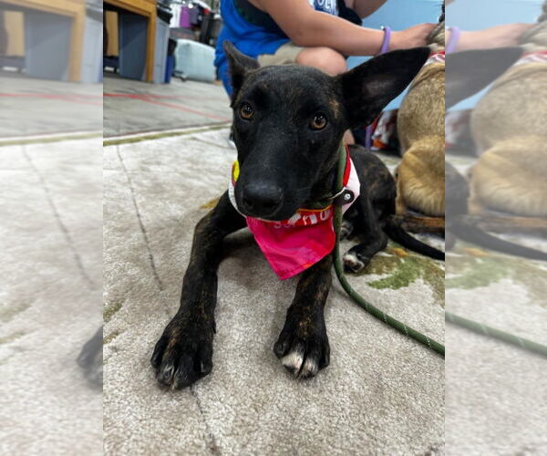 Medium Photo #1 Holland Shepherd-Unknown Mix Puppy For Sale in Newport Beach, CA, USA