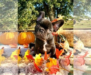 French Bulldog Puppy for sale in BOSTON, KY, USA