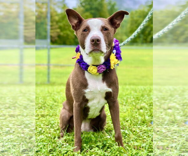 Medium Photo #44 American Pit Bull Terrier-Labrador Retriever Mix Puppy For Sale in West Cornwall, CT, USA