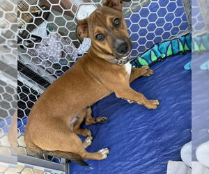 Chihuahua-Unknown Mix Dogs for adoption in Jacksonville, NC, USA