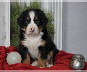 Bernese Mountain Dog Puppy for sale in FREDERICKSBG, OH, USA