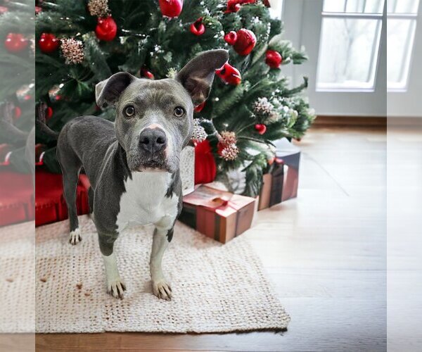 Medium Photo #2 American Pit Bull Terrier-Unknown Mix Puppy For Sale in Rochester, NY, USA