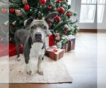 Small #1 American Pit Bull Terrier Mix