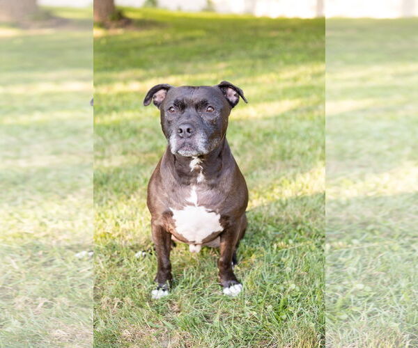 Medium Photo #10 Staffordshire Bull Terrier-Unknown Mix Puppy For Sale in Crete, IL, USA