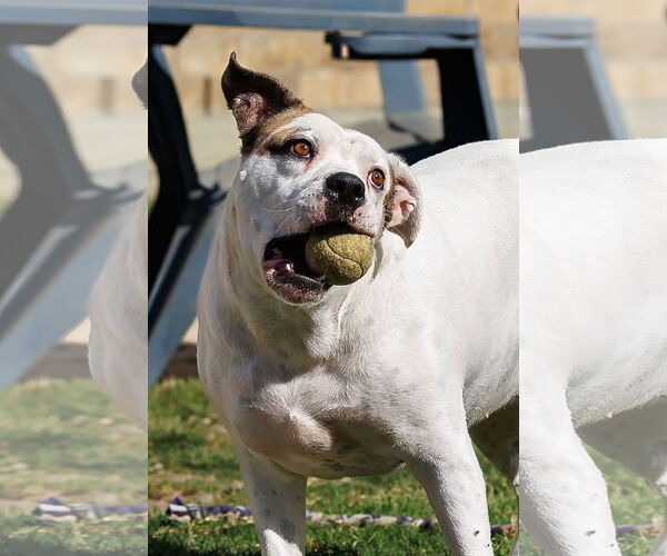 Medium Photo #7 Bullboxer Pit Puppy For Sale in McKinney, TX, USA