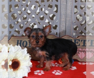 Yorkshire Terrier Puppy for sale in MOUNT VERNON, OH, USA