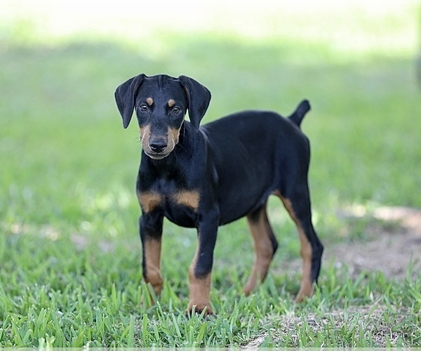 Medium Photo #19 Doberman Pinscher Puppy For Sale in BEAUMONT, TX, USA