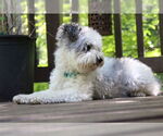 Small #4 Mutt