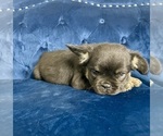 Small Photo #21 French Bulldog Puppy For Sale in KANSAS CITY, MO, USA