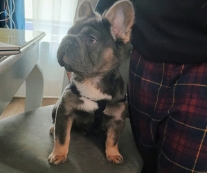 French Bulldog Puppy for sale in NEW BEDFORD, MA, USA