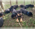 Small Photo #14 Rottweiler Puppy For Sale in COLORADO SPRINGS, CO, USA