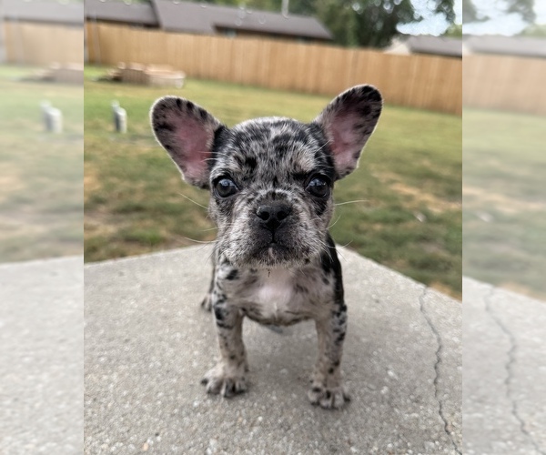 Medium Photo #1 French Bulldog Puppy For Sale in HUTCHINSON, KS, USA
