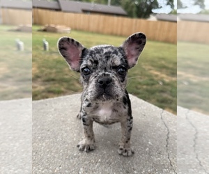 French Bulldog Puppy for sale in HUTCHINSON, KS, USA